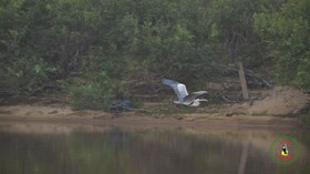 Garça-moura (Ardea cocoi).jpg