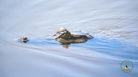 Jacaretinga (Caiman crocodilus) (1).jpg