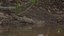 Jacaretinga (Caiman crocodilus).jpg
