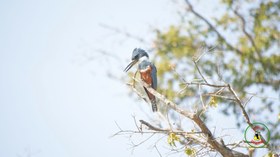 Martim-pescador-grande (Megaceryle torquata).jpg